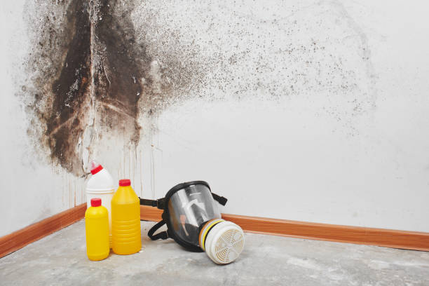 Best Residential Mold Removal  in Osawatomie, KS