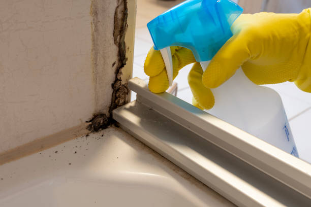 Best Mold Damage Repair  in Osawatomie, KS