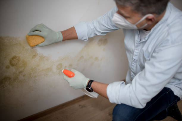 Best Mold Cleaning Services  in Osawatomie, KS