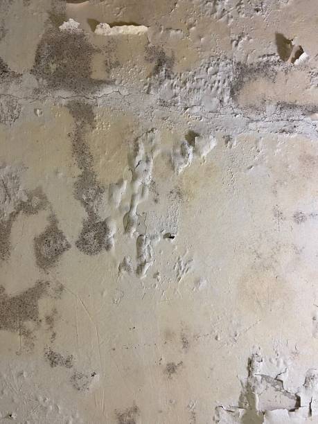 Best Home Mold Removal  in Osawatomie, KS