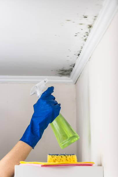 Best Best Mold Removal Companies  in Osawatomie, KS
